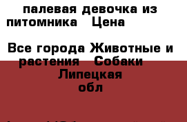 палевая девочка из питомника › Цена ­ 40 000 - Все города Животные и растения » Собаки   . Липецкая обл.